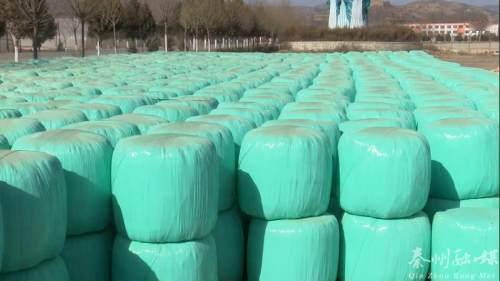 秦州多措并举保障畜牧养殖场安全越冬 备足饲料、加固圈舍、稳供销售